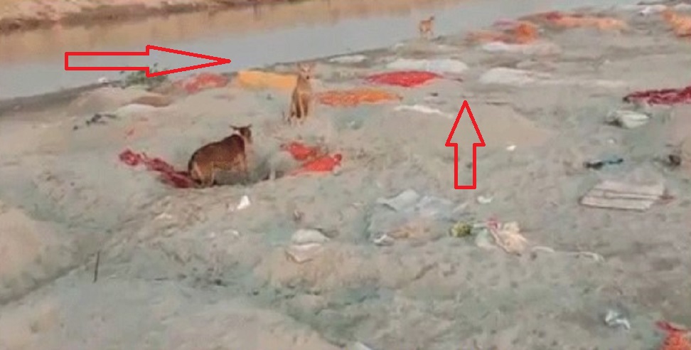 कोरोना के कहर के बीच यूपी से अब तक की सबसे भयावह तस्वीर! उन्नाव में गंगा नदी के किनारे बिखरी पड़ी हैं अनगिनत लाशें