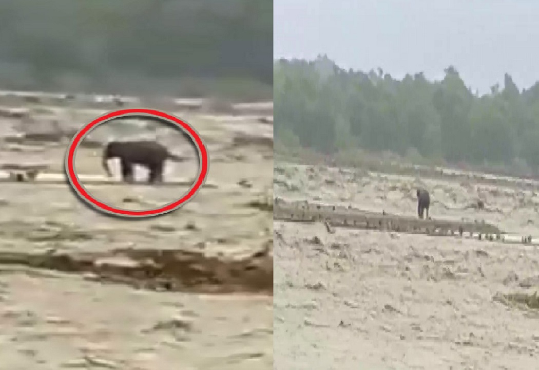 उत्तराखंड में बारिश से बिगड़े हालात, इंसानों के साथ जानवर भी मुश्किल में, गौला नदी में फंसा हाथी, रेस्क्यू की तैयारी!