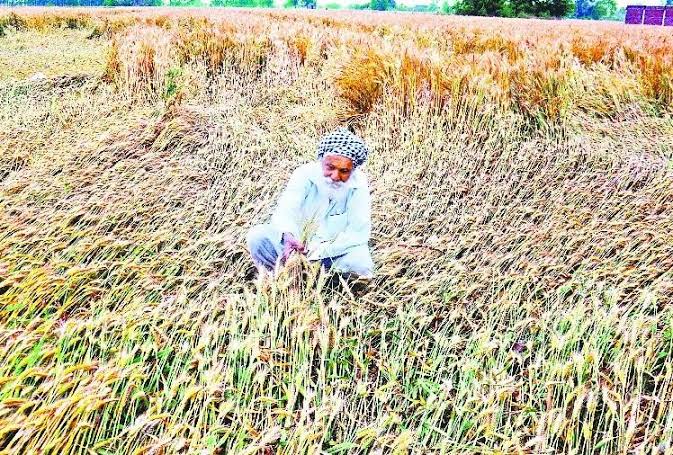 किसानों पर कहर बनकर टूटी बेमौसमी बारिश, फसलें हुईं बर्बाद, अन्नदाता बोले- अब तेल के दामों ने भी निकाला दम