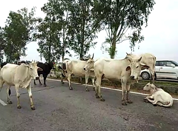 फोटो: IANS