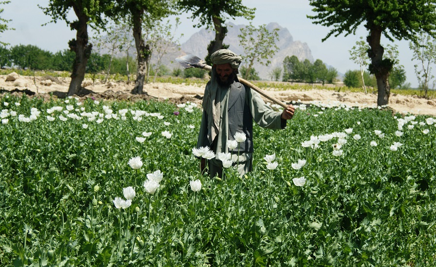 अफगानिस्तान में अफीम की खेती पर लगा प्रतिबंध, तालिबान के सर्वोच्च नेता ने जारी किया फरमान