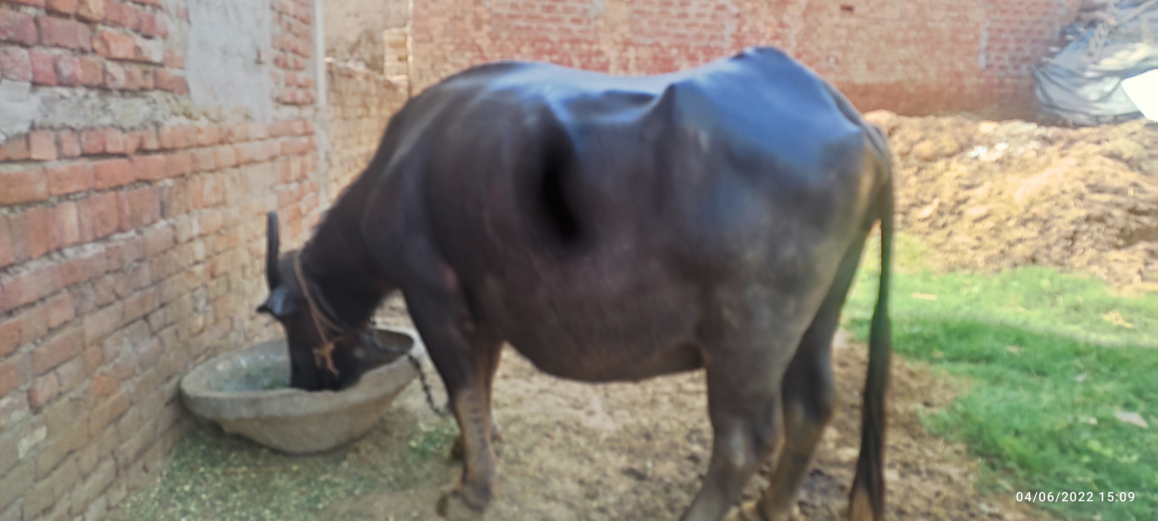 अजब 'UP पुलिस' की गजब कहानी! असली मालिक का पता लगाने के लिए होगा भैंस-बछड़े का DNA टेस्ट