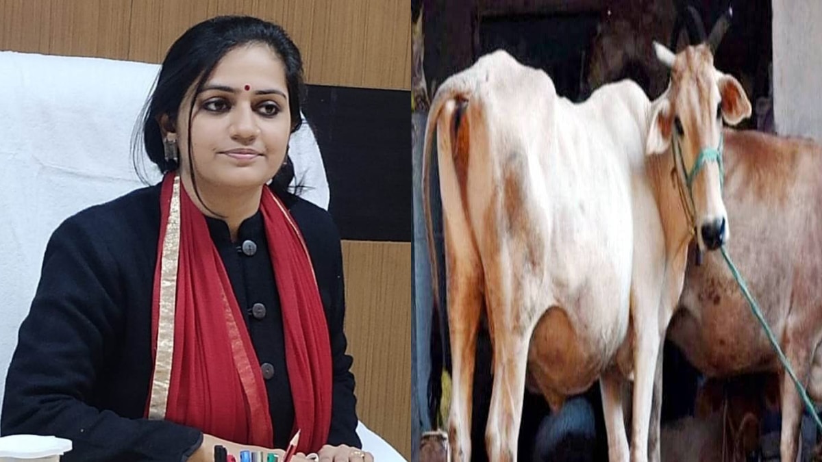 गजब! यूपी के फतेहपुर डीएम की गाय के लिए लगाई गई 7 पशु चिकित्सकों की ड्यूटी, सीवीओ निलंबित