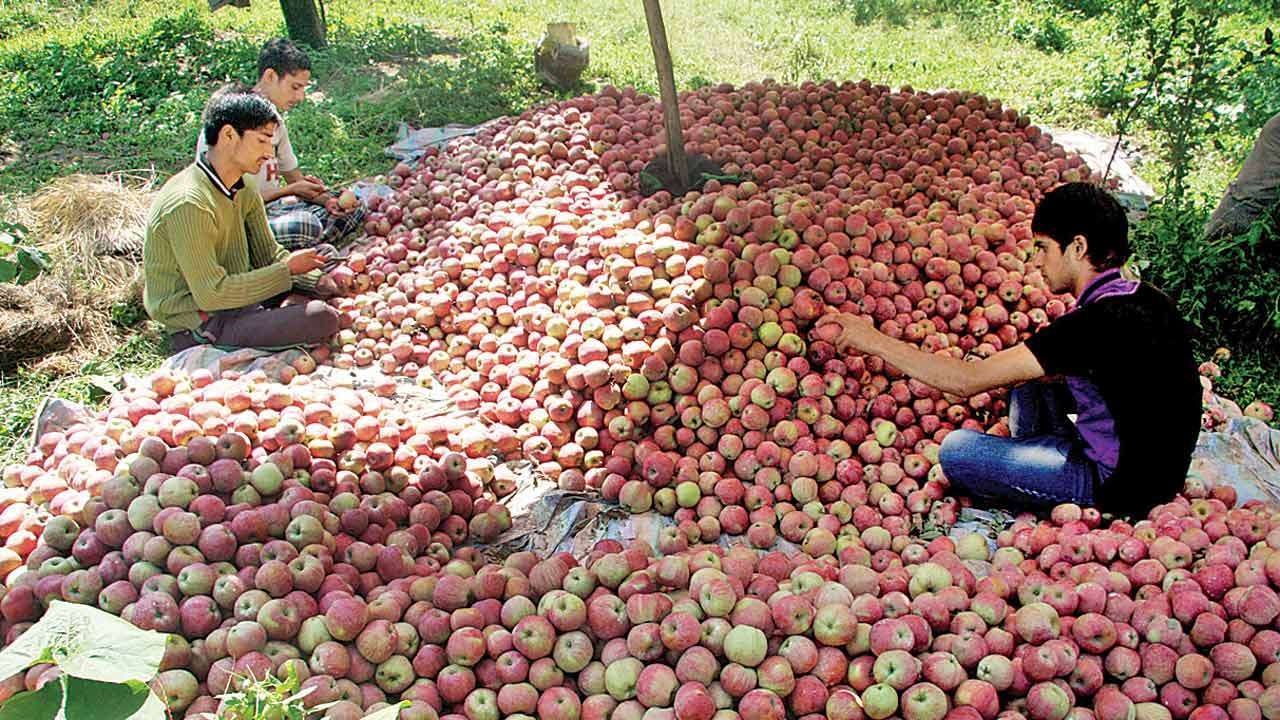 सेब बागवानों की कमर तोड़ने में आमादा है सरकार! GST की मार झेल रहे सेब उत्पादक सरकार के इस 'खेल' से नाराज