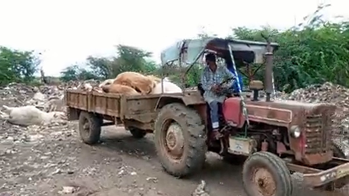 गुजरात में लंपी वायरस कहर! 1200 से ज्यादा मवेशियों की मौत, मंकीपॉक्स के बाद इस दुर्लभ संक्रमण से दहशत