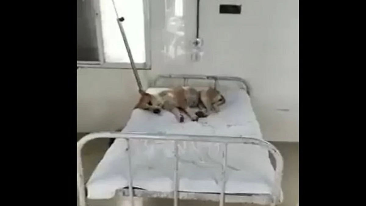 फोटो: सोशल मीडिया