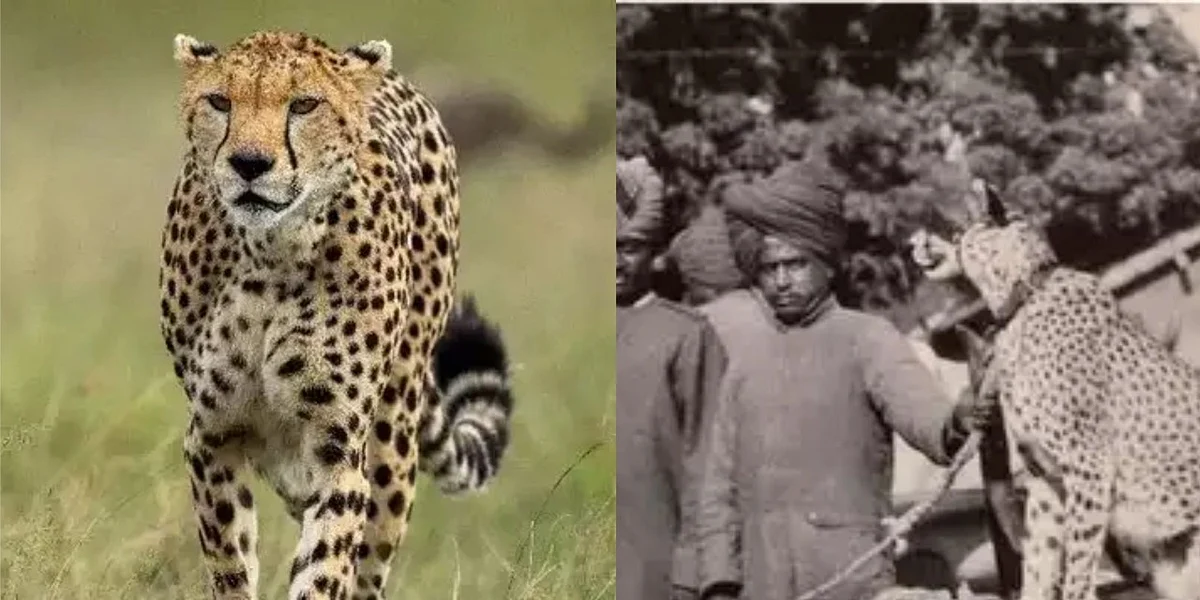 ‘चीता आया, चीता आया’ शोर के बीच जान लीजिए क्या है 'प्रोजेक्ट चीता', और किसकी कोशिशें लाई हैं रंग?