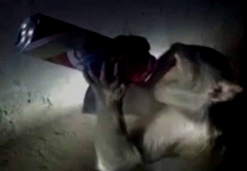 यूपी के रायबरेली में शराबियों के लिए आतंक बना नशेड़ी बंदर, विक्रेताओं के नाक में भी किया दम