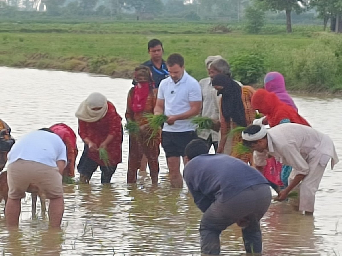 Haryana: Rahul Gandhi suddenly reached Sonipat, met farmers and laborers in  the field, planted paddy, also drove a tractor Pipa News - PiPa News