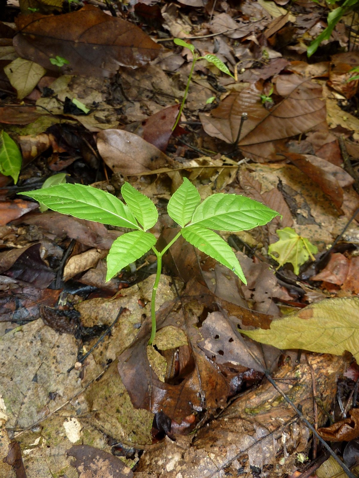 Rats, seeds and rainforest trees