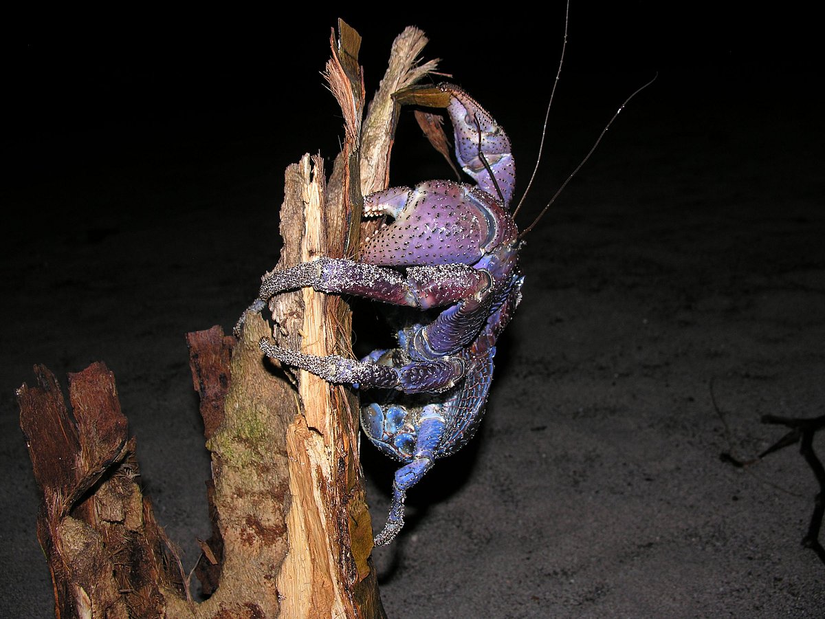 Conservation of the coconut crab