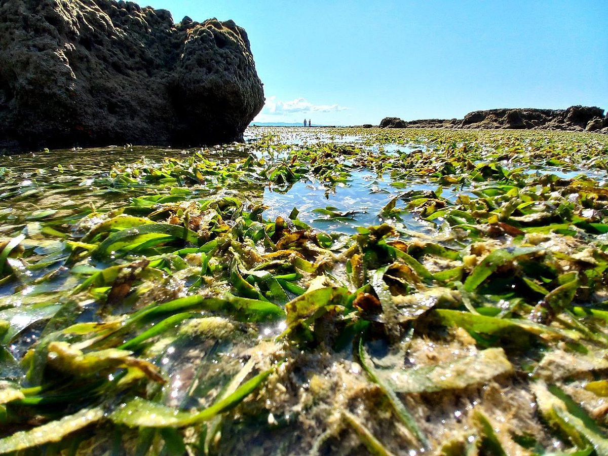Intertidal seagrass species assemblage in the Andamans