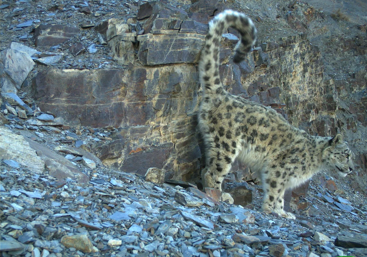 Snow leopard - prey dynamics