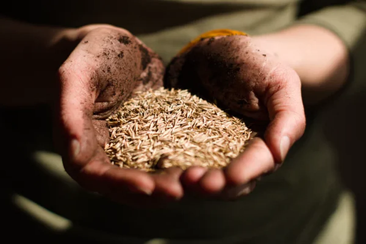 Wheat shortage due to the Ukraine-Russia, MSP is at its lowest level in the last 12 years.