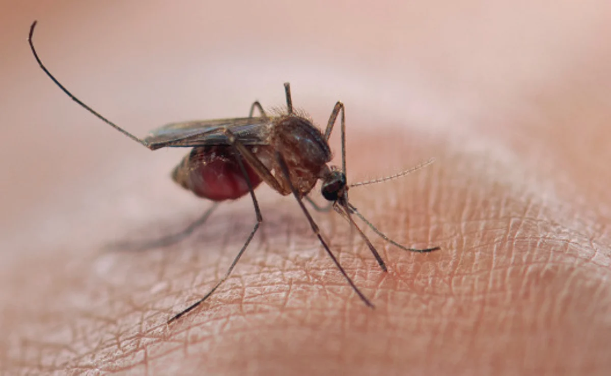 WHO encourages the transformation, and increases investment in fighting malaria