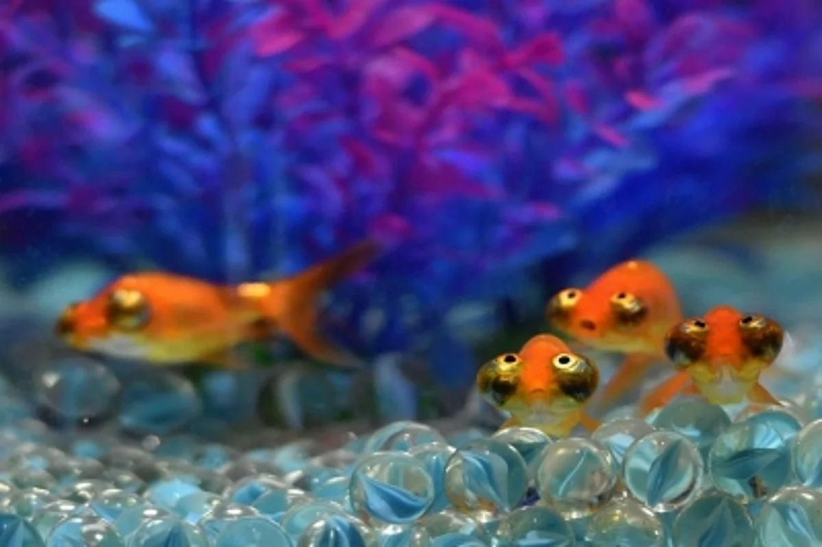 Your pet Goldfish might be the reason for aquatic invasive species