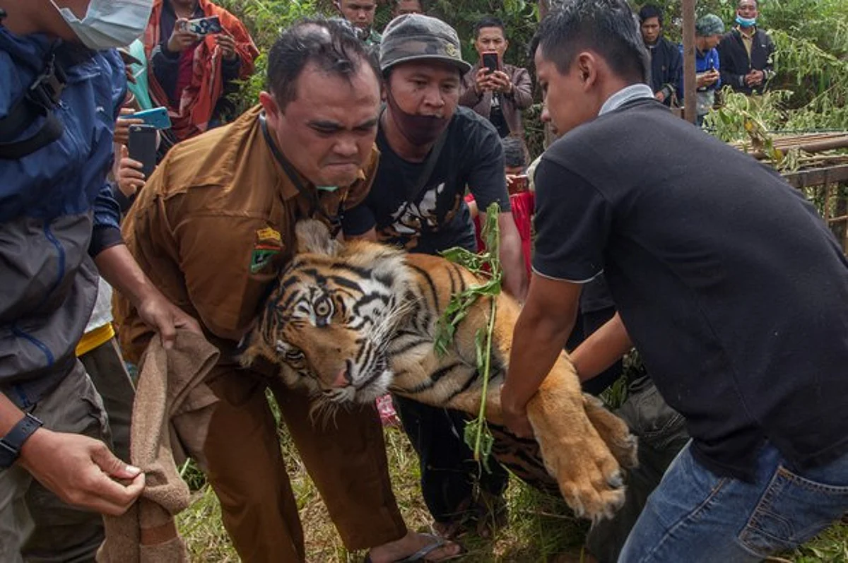 In 2022, Asia has only a few thousand tigers left