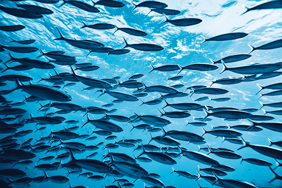 The Ocean's waters are losing their memory due to global warming!