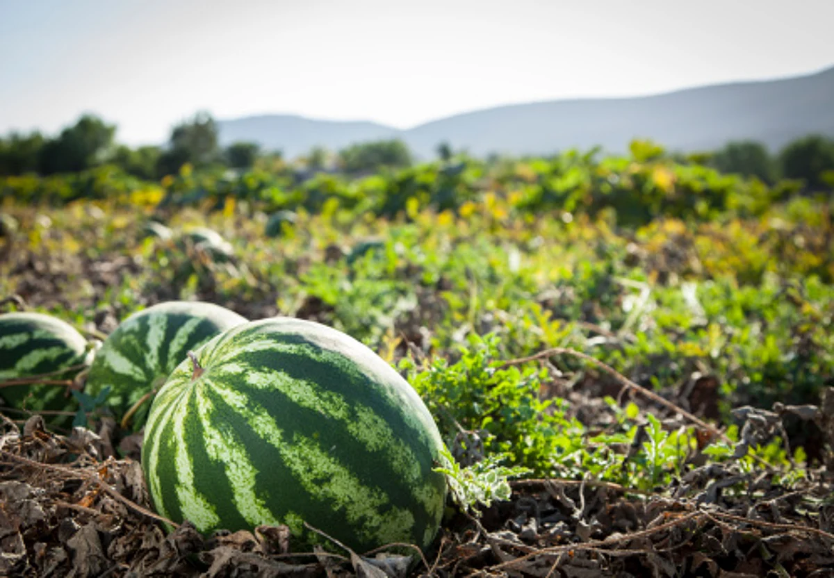 Watermelon of 4 different kinds