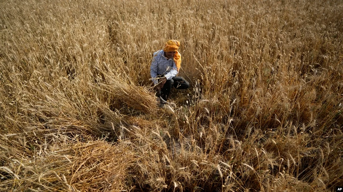 India Allows Small Amount of Wheat to Move Out After Ban, Big Stocks Still Stuck