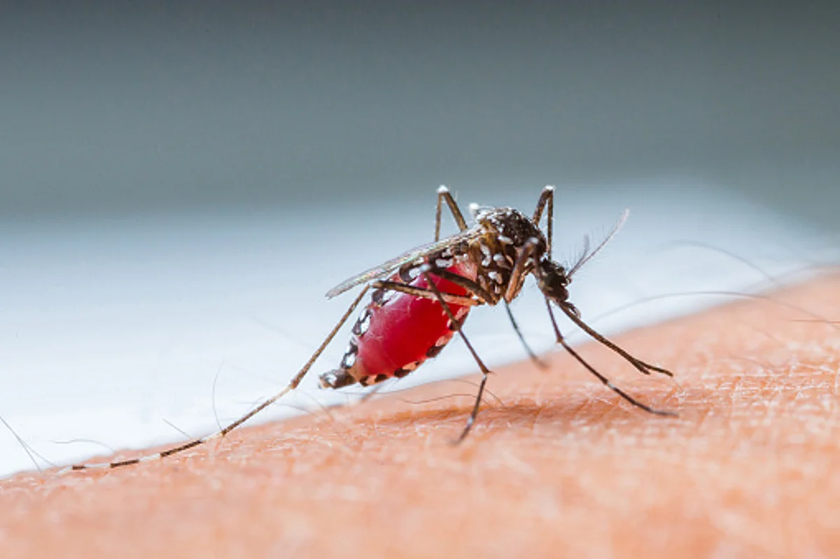 Why does the malaria vaccine lose its effectiveness so quickly?