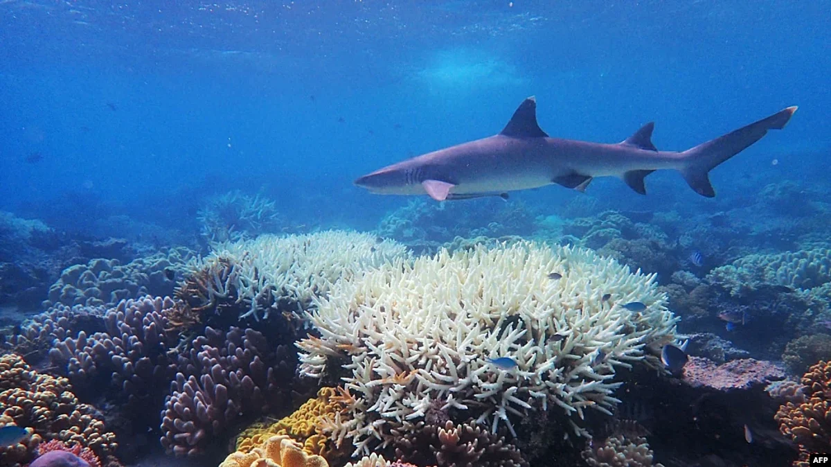 Conservationists Seek Halt of Major Australian Gas Project