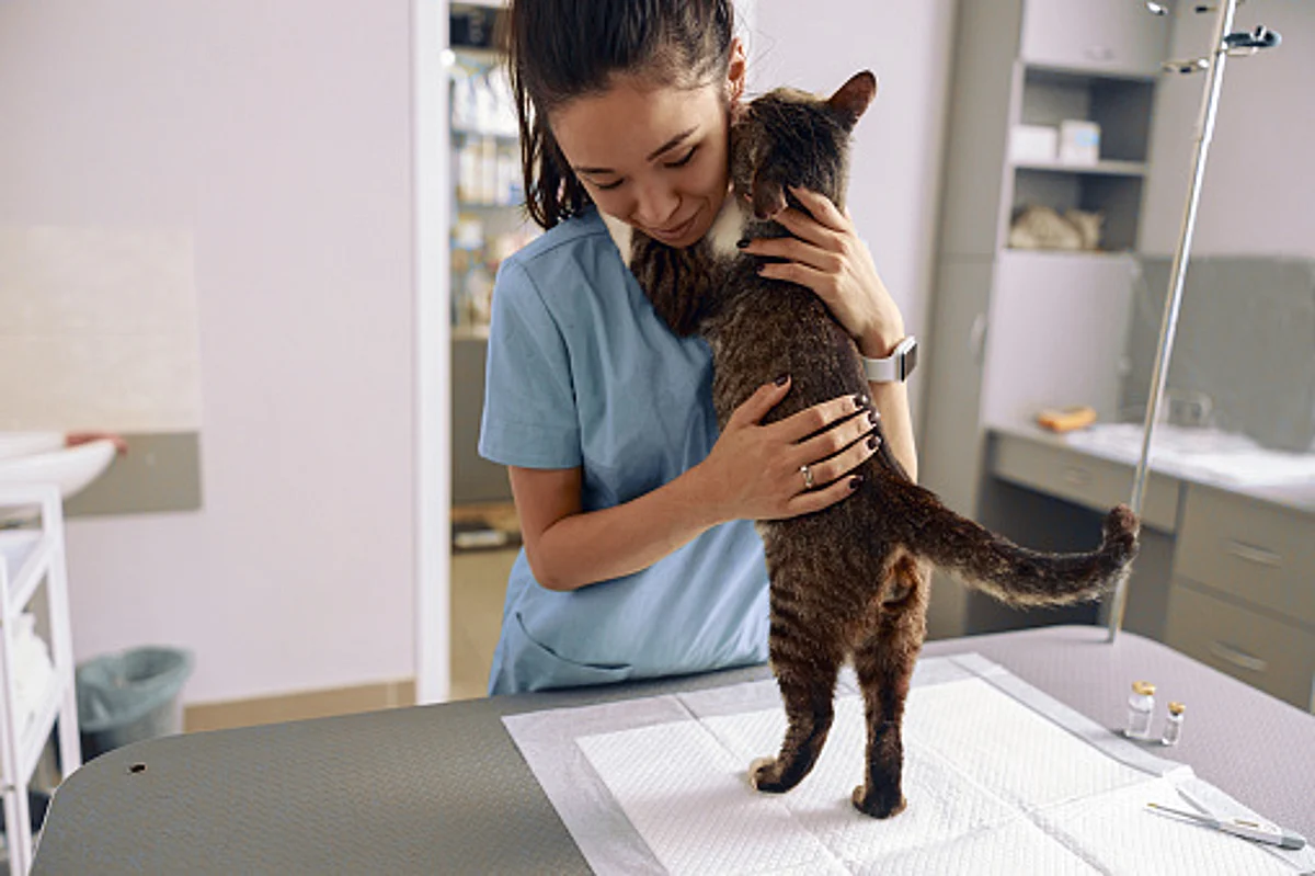 First Cat to transmit covid to a human