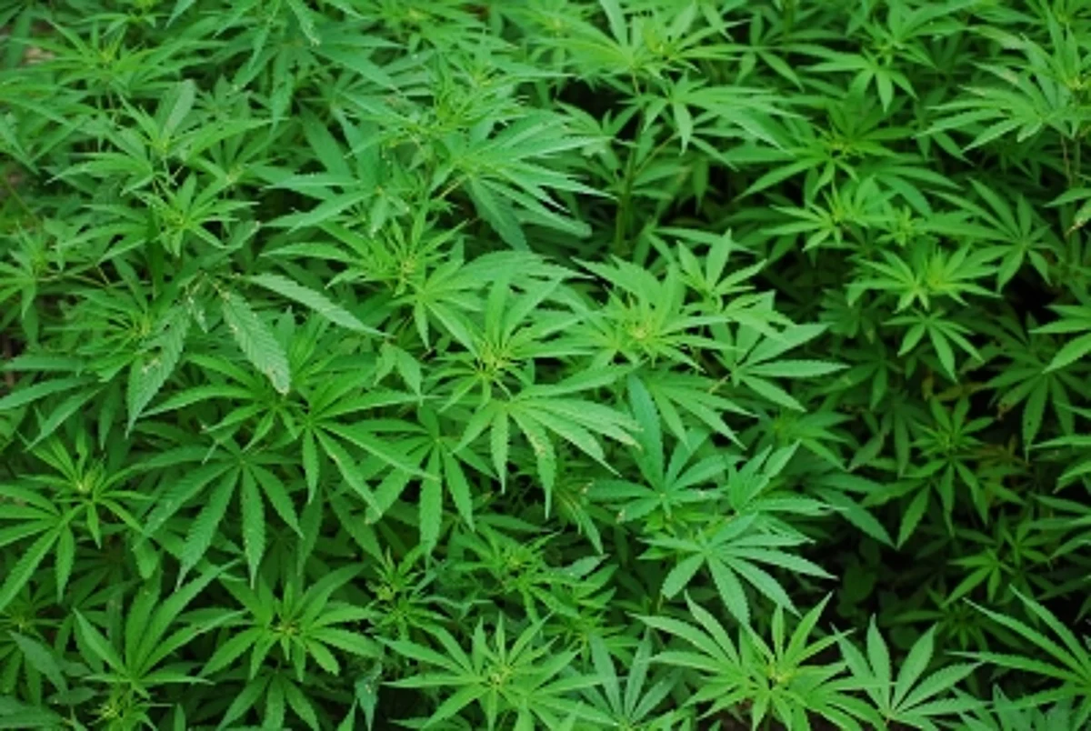 Decriminalization of illicit drugs in Australia's capital