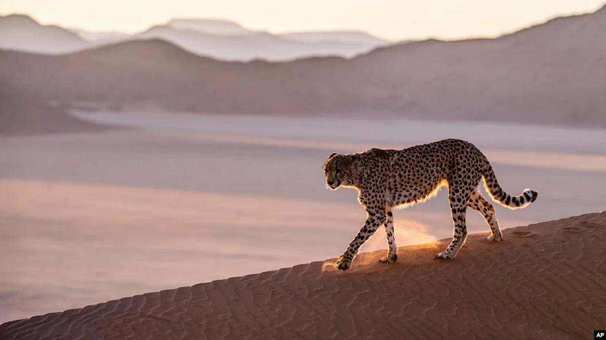 In this handout photo released on July 31, 2020, a cheetah prowls the Namib Desert in Namibia.