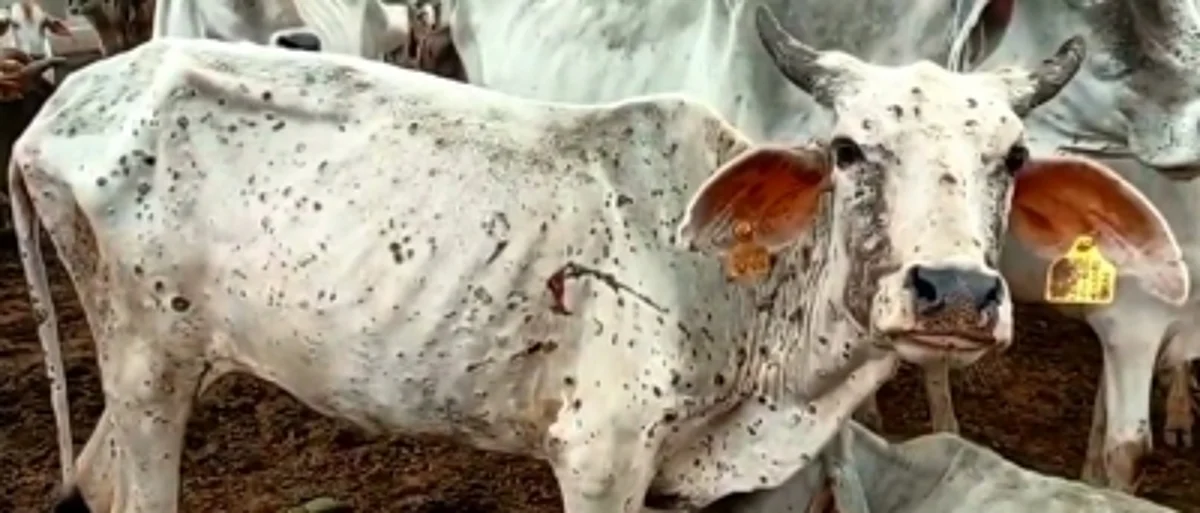 Over 2,500 cattle heads have died due to the viral disease. (IANS)