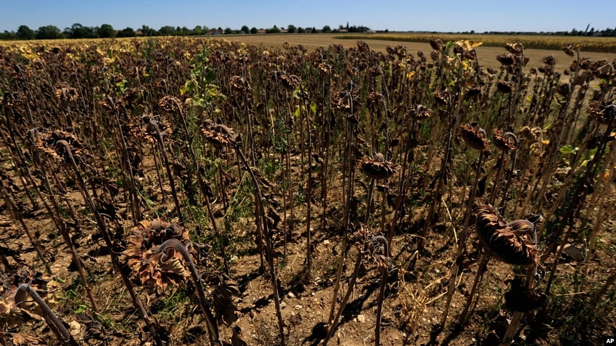 Sunflowers suffer from lack of water, as Europe is under an unusually extreme heat wave, in Beaumont du Gatinais, 60 miles south of Paris, France, Aug. 8, 2022.