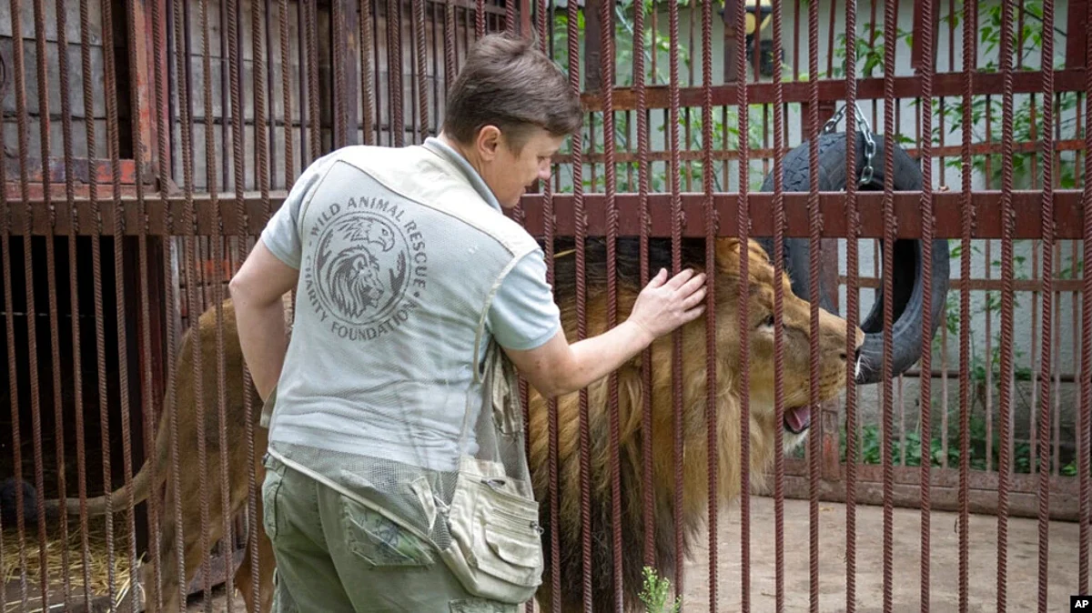 Natalia Popova, 50, pets a lion at her animal shelter in Kyiv region, Ukraine, Aug. 4, 2022.