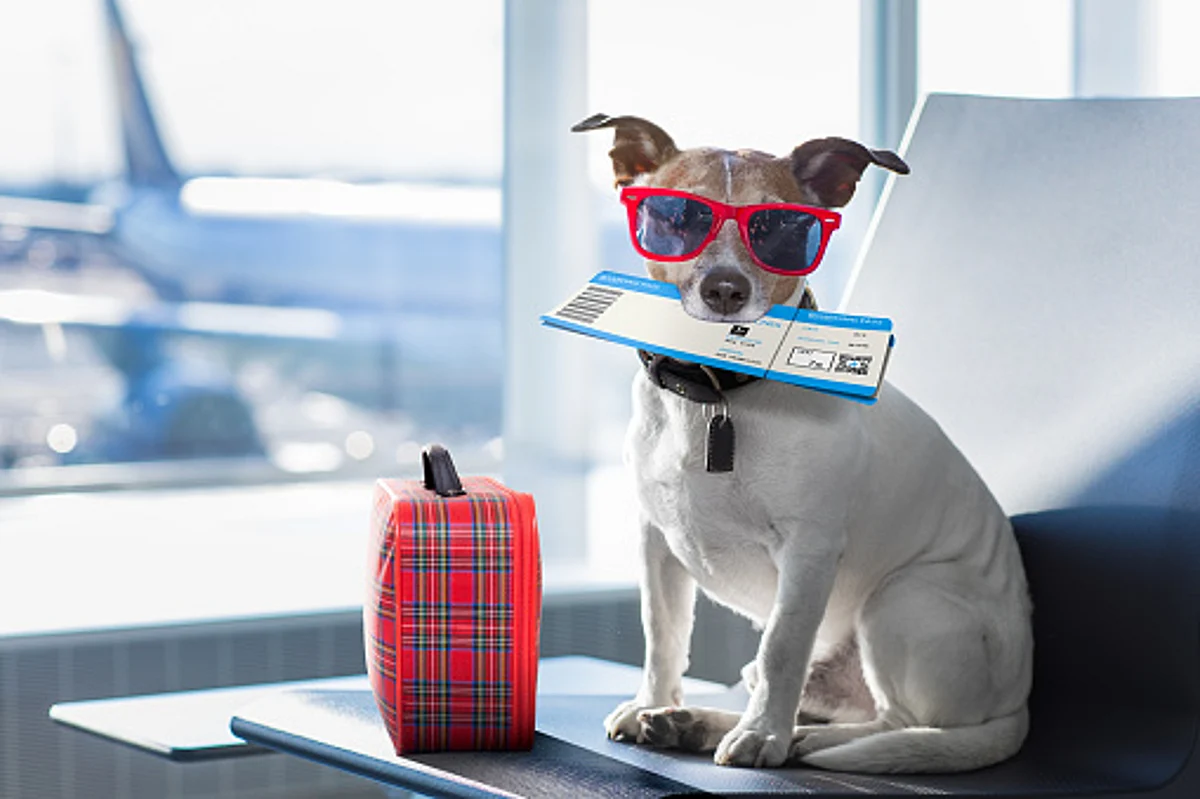 Travelling with pets can be both challenging and fun. (Pixabay)