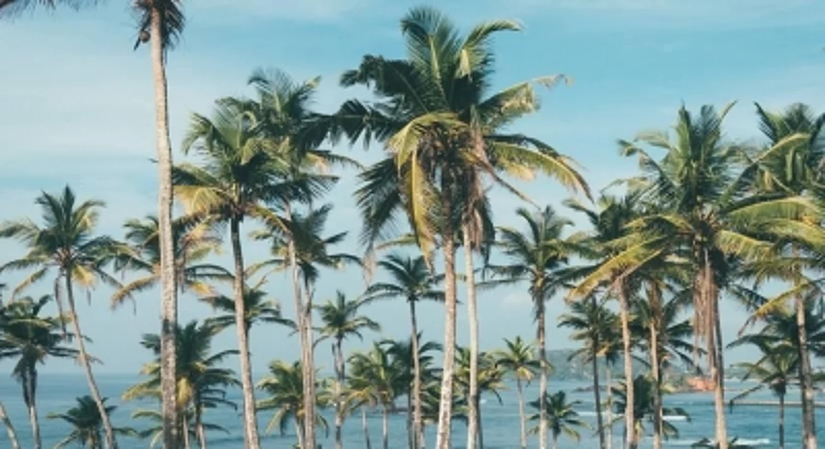 Coconut (IANS)