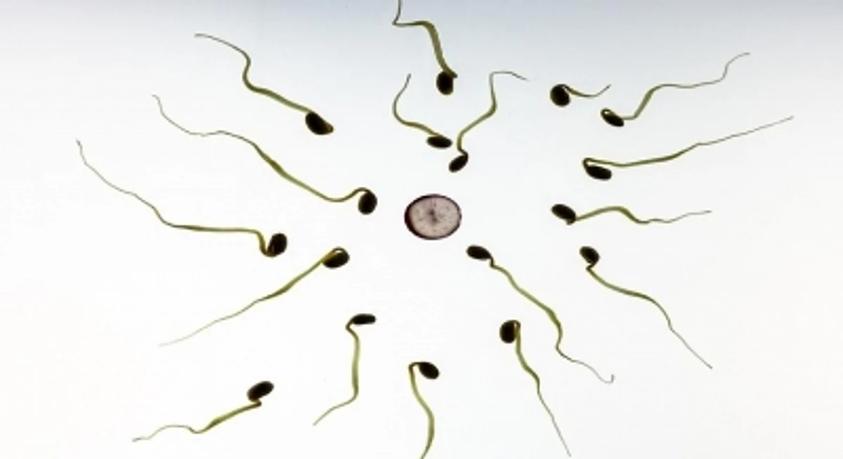 Artificial eggs (IANS)