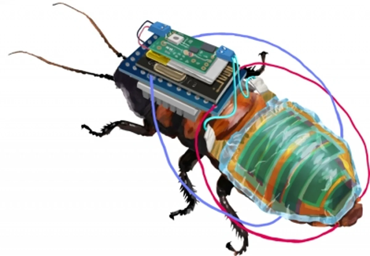 Cyborg cockroaches (IANS)