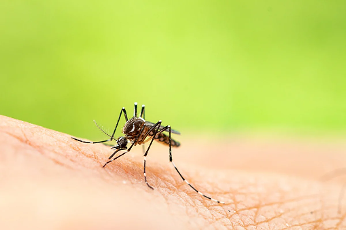 Medicines like Brufen or Aspirin during dengue, malaria or chikungunya can cause a rapid decline in the platelet count & could lead to hospitalization.