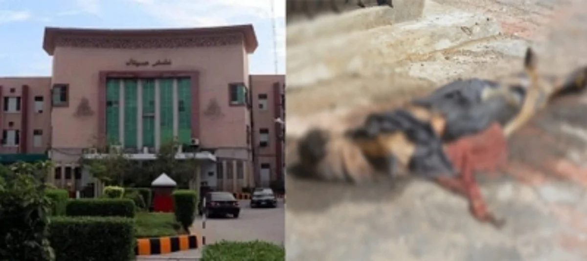 In a bone-chilling incident, 500 dead and mutilated bodies were found on the rooftop of a hospital in Pakistan.
Some corpses had dresses resembling that of people from Balochistan.