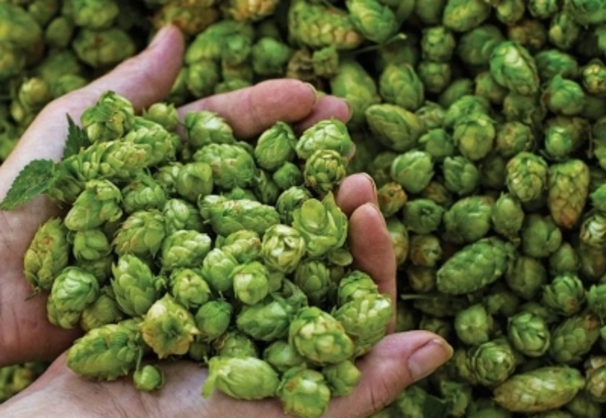 Beer Can Help Protect People Against Alzheimer's Disease.