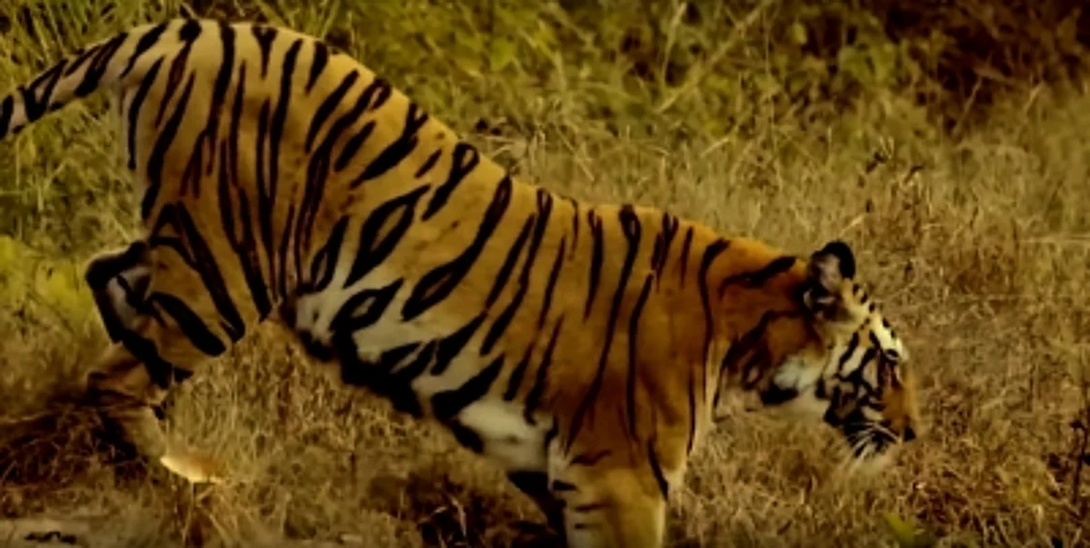 The boy, identified as Jasim, was reported to have gone to the fields to harvest the crop when the big cat, hiding nearby, attacked and killed him. (Representative Image)