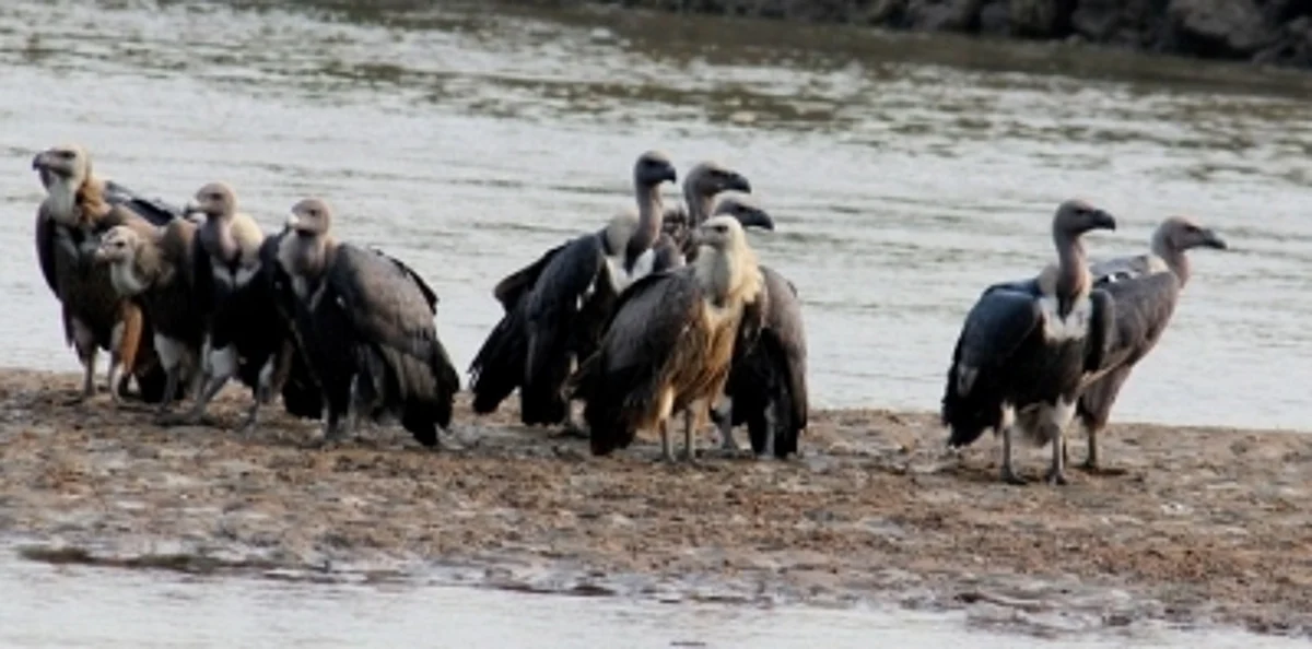 'Tagged' Vultures in Rajasthan Leave People Puzzled.