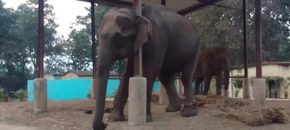 As per locals, the woman went to a nearby paddy field for some work where a wild elephant confronted her. (File Photo- IANS)
