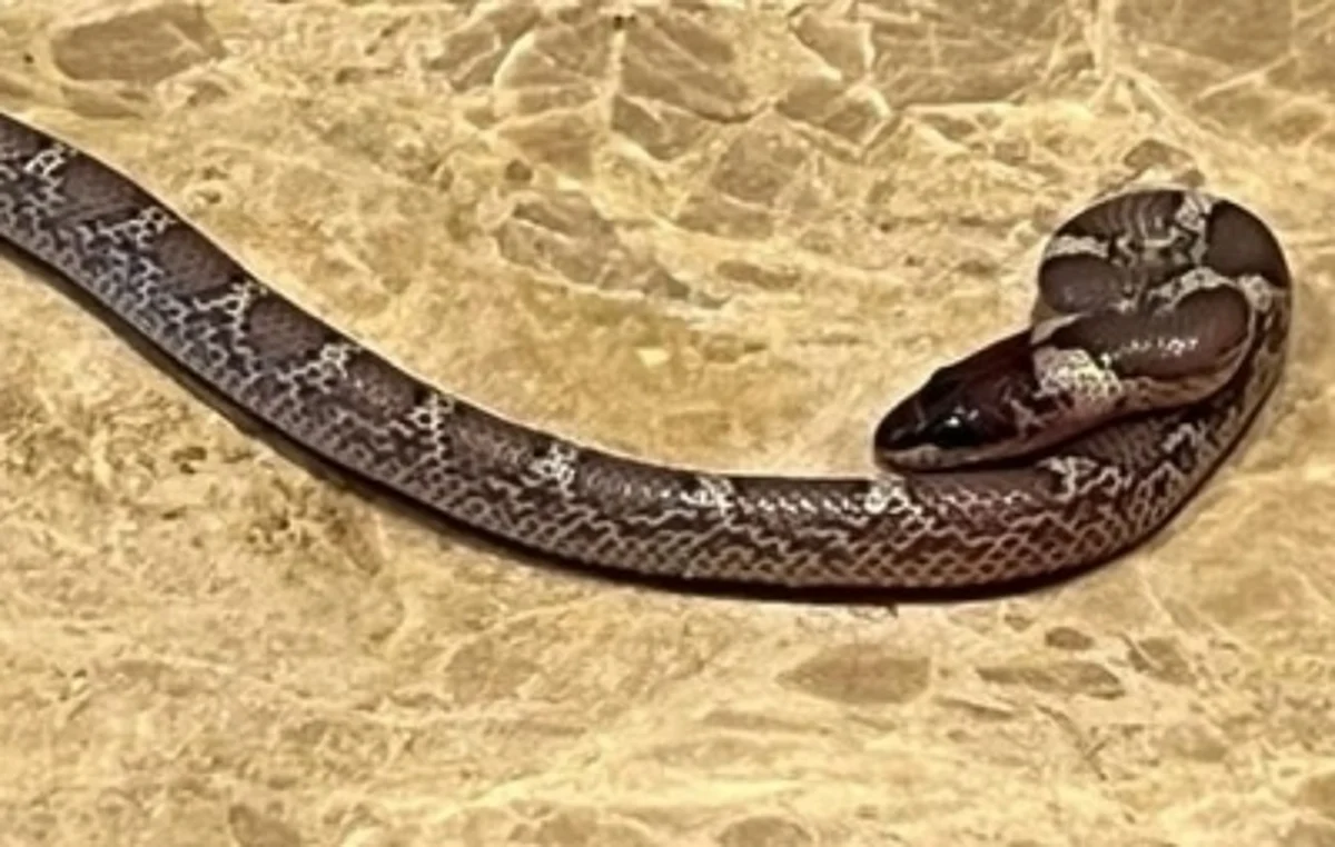 The craze for a selfie with a snake claimed the life of a youth in Andhra Pradesh. (IANS)