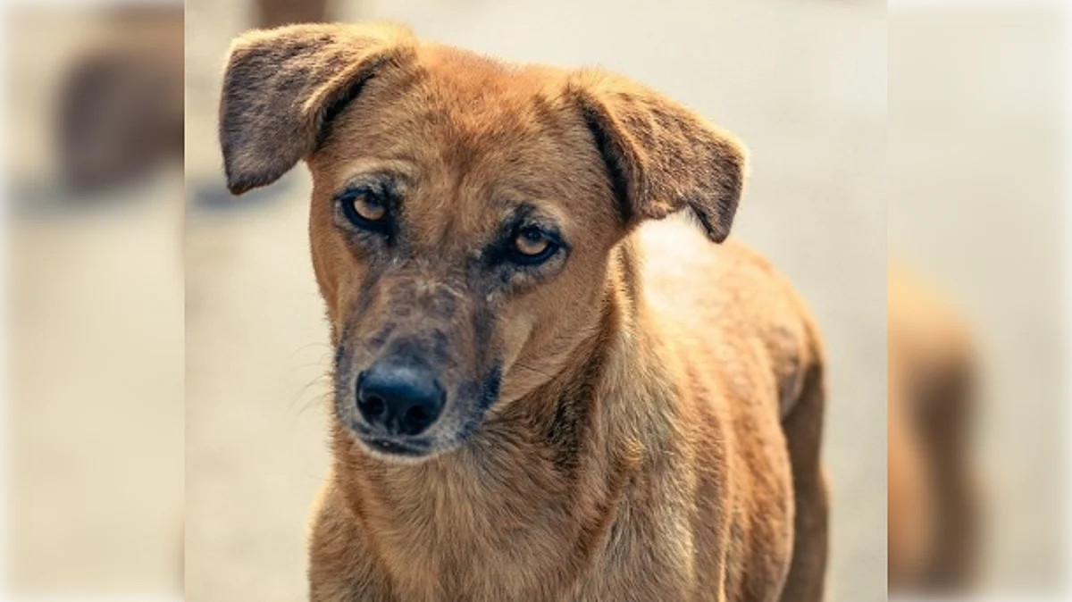 Incidents of cruelty to dogs are on the rise. (Representative Image/IANS)