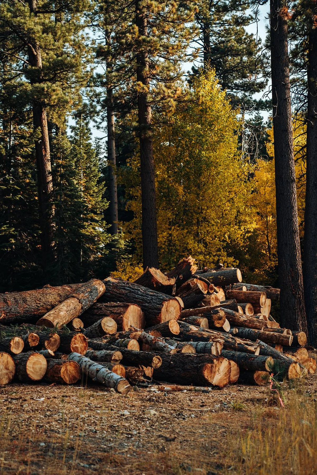 Modi's vision of Panchamrit involved reduction in emissions intensity of GDP by 45 per cent over 2005 levels. | Unsplash