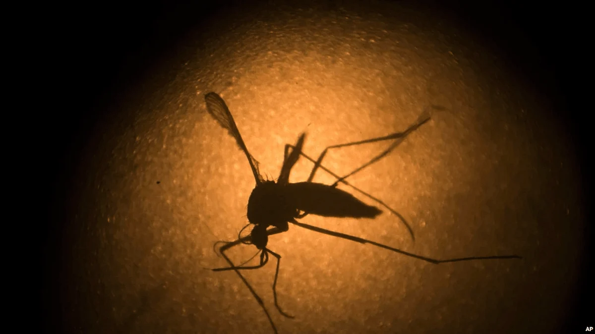Researchers elsewhere are looking at ways to use sterile male mosquitos to curb the spread of malaria, but associate professor Beebe has said it was a "complicated" challenge. Image source: wikimedia commons
