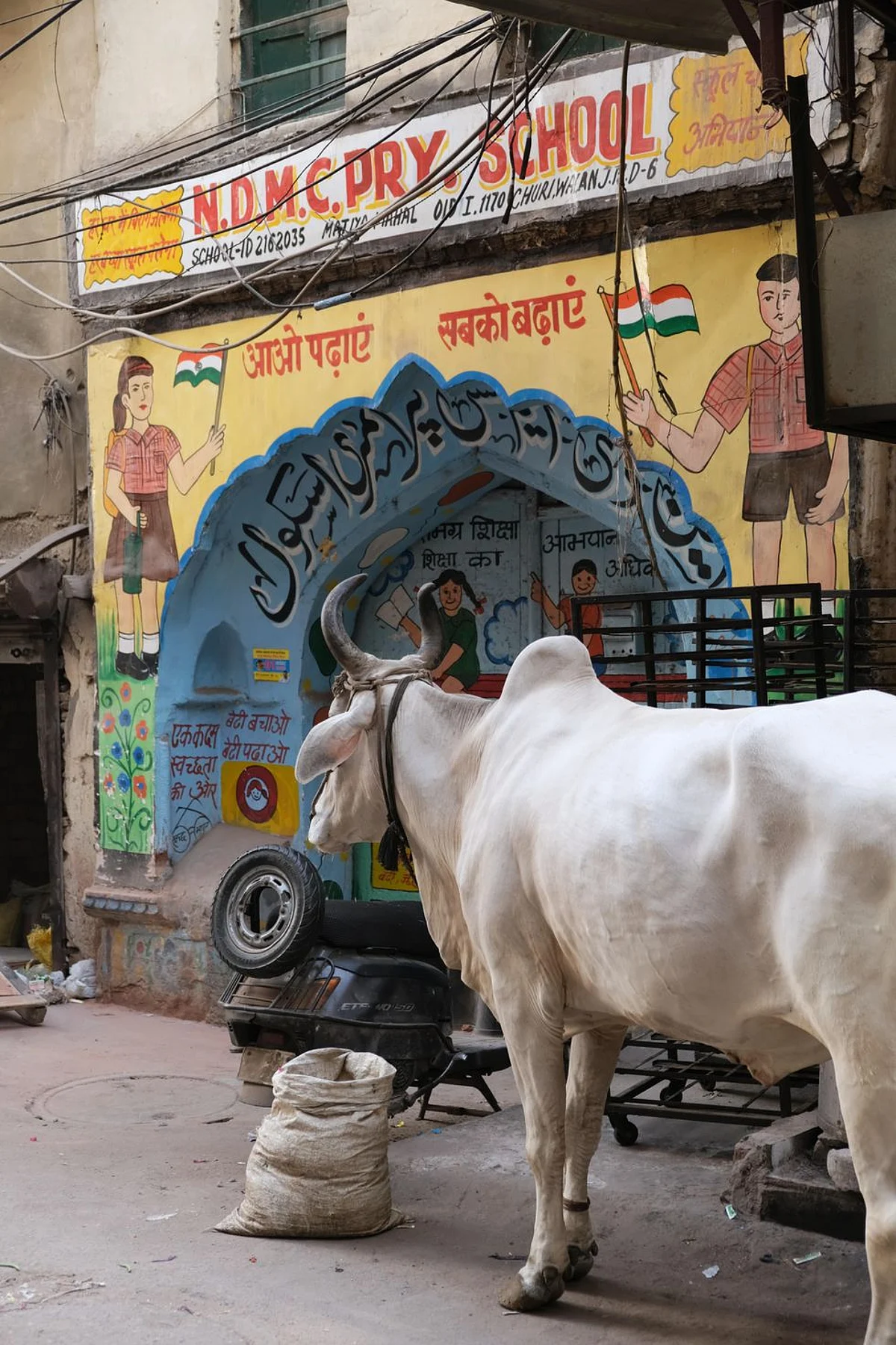 Cows are dragged from vehicles in which they have been packed so tightly that they suffer broken bones
