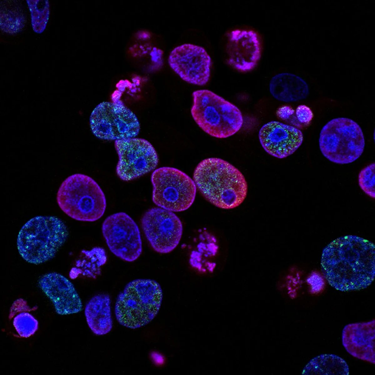 They then looked at the epigenetic clock of castrated and intact males and found their 'ticking rate' is different.