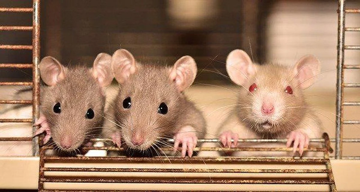 Rats Less Likely To Offer Help When In A Group: Study