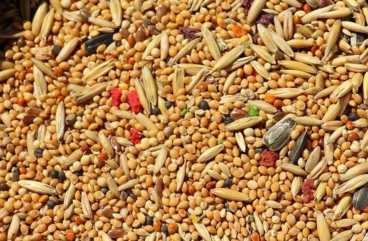 Know About The Staple Grain Of India A Few Decades Back